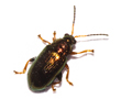 Crepidodera plutus